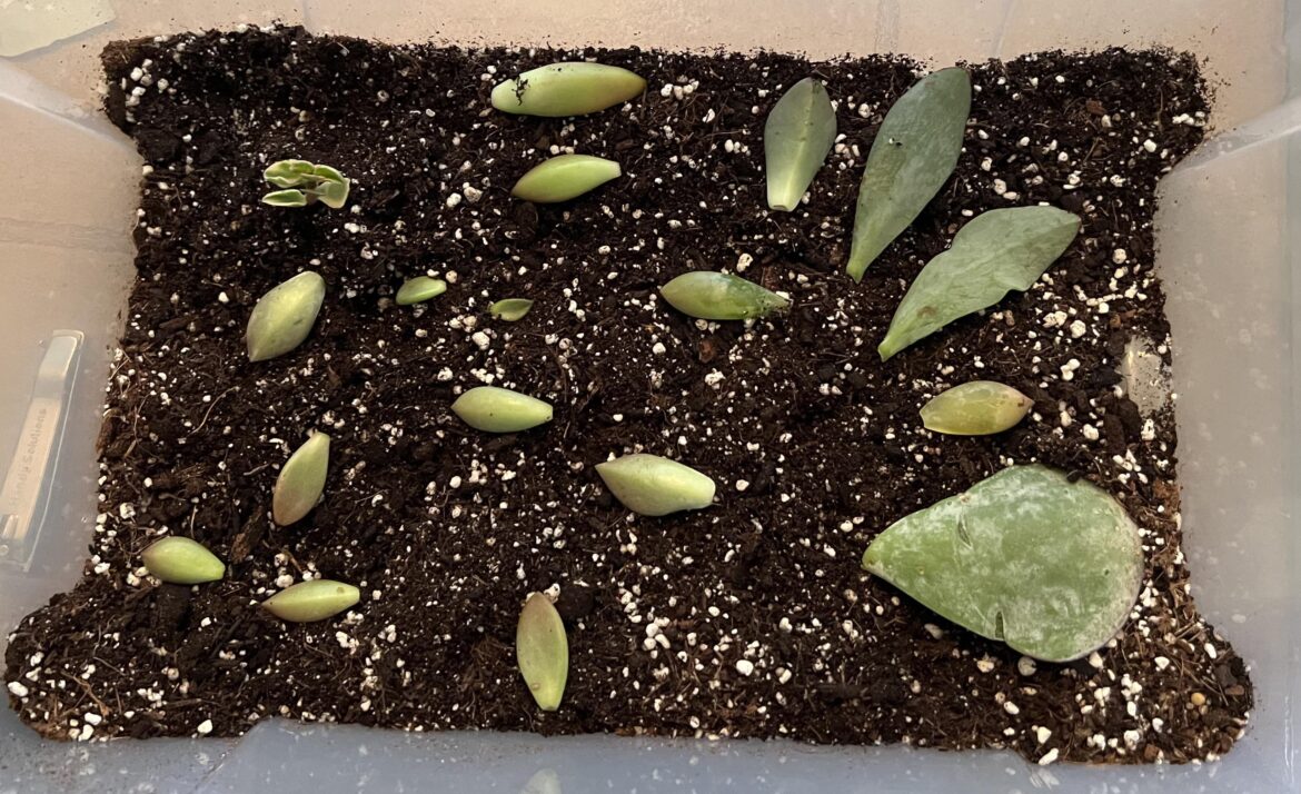 Lowe's haul