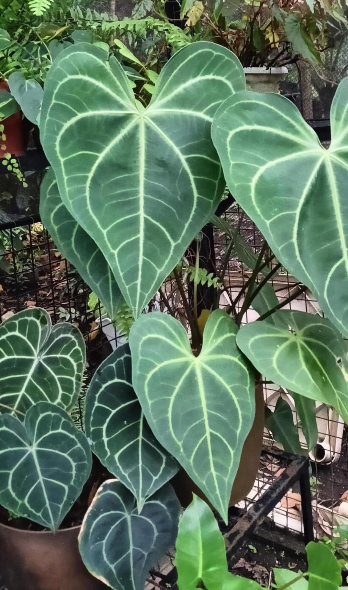 Anthurium leuconeurum