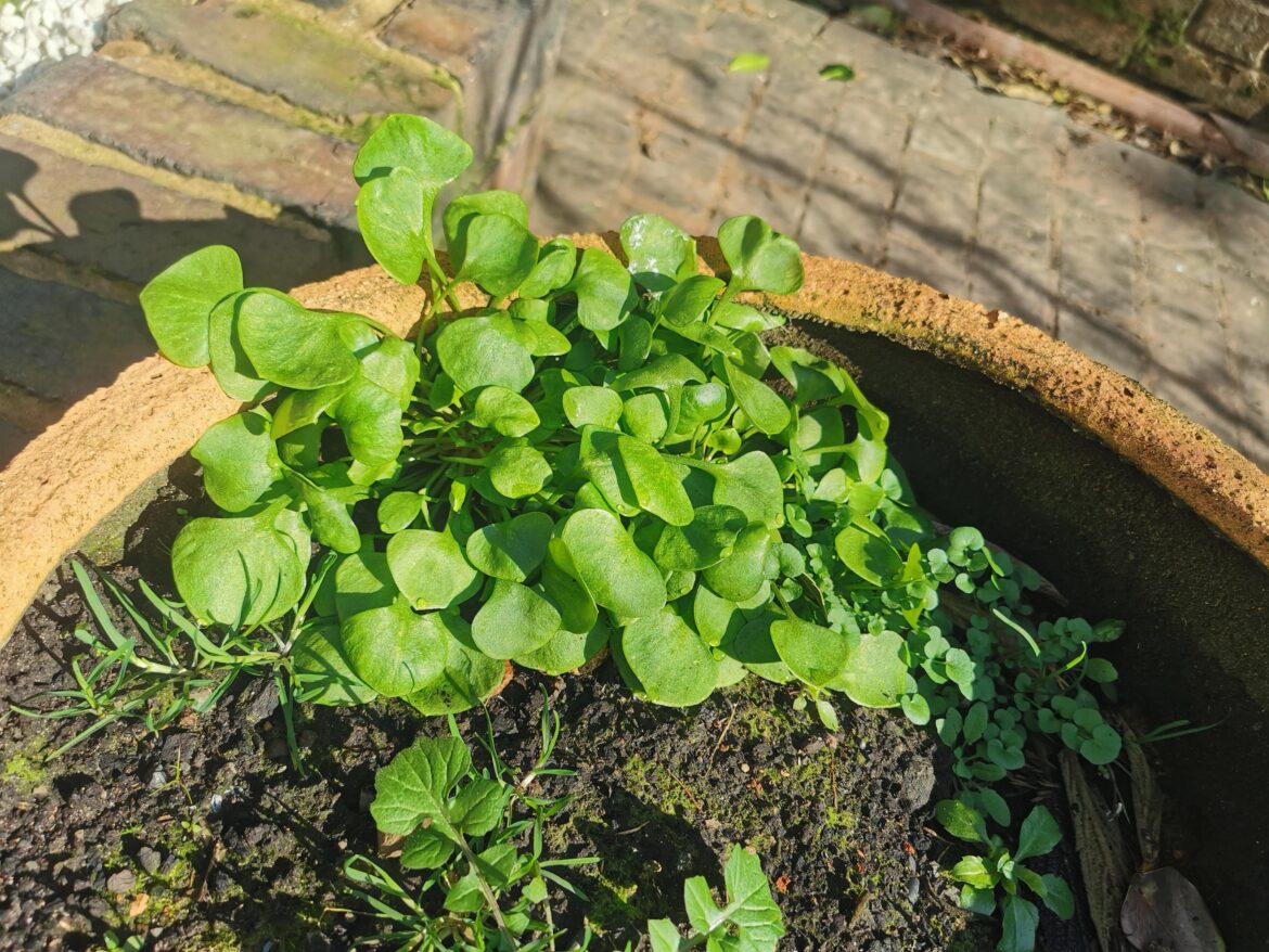 Plant growing in Birmingham, England - sort of waxy to the touch