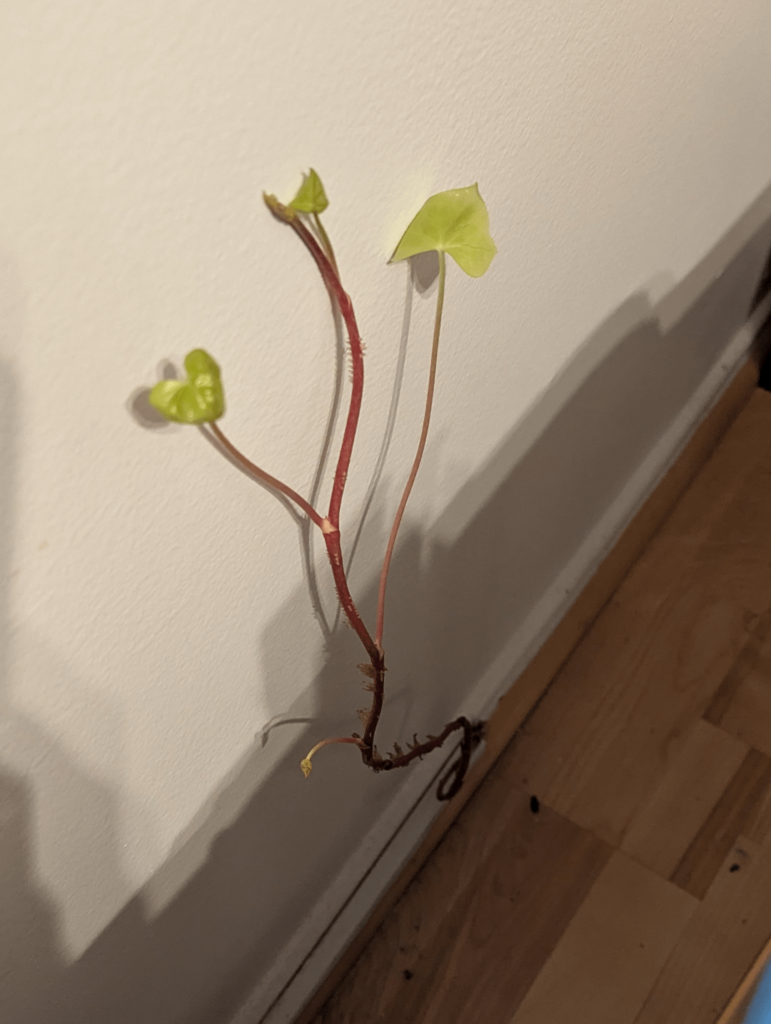 Branch of ivy growing behind my bookshelf (again) HOW CAN I KILL IT? Branch of ivy growing behind my bookshelf (again) HOW CAN I KILL IT?