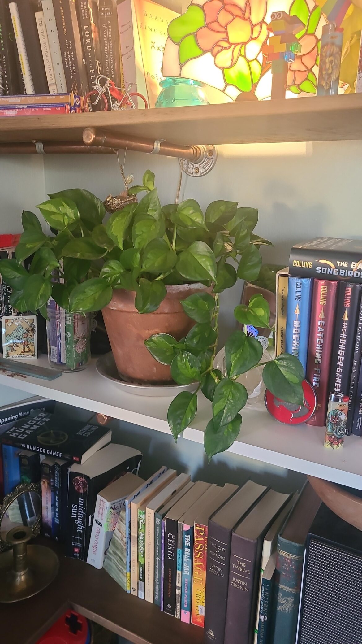 My favorite pothos