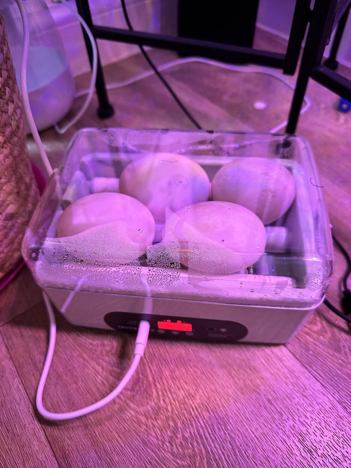 Hatching duck eggs. I need some help. Hatching duck eggs. I need some help.