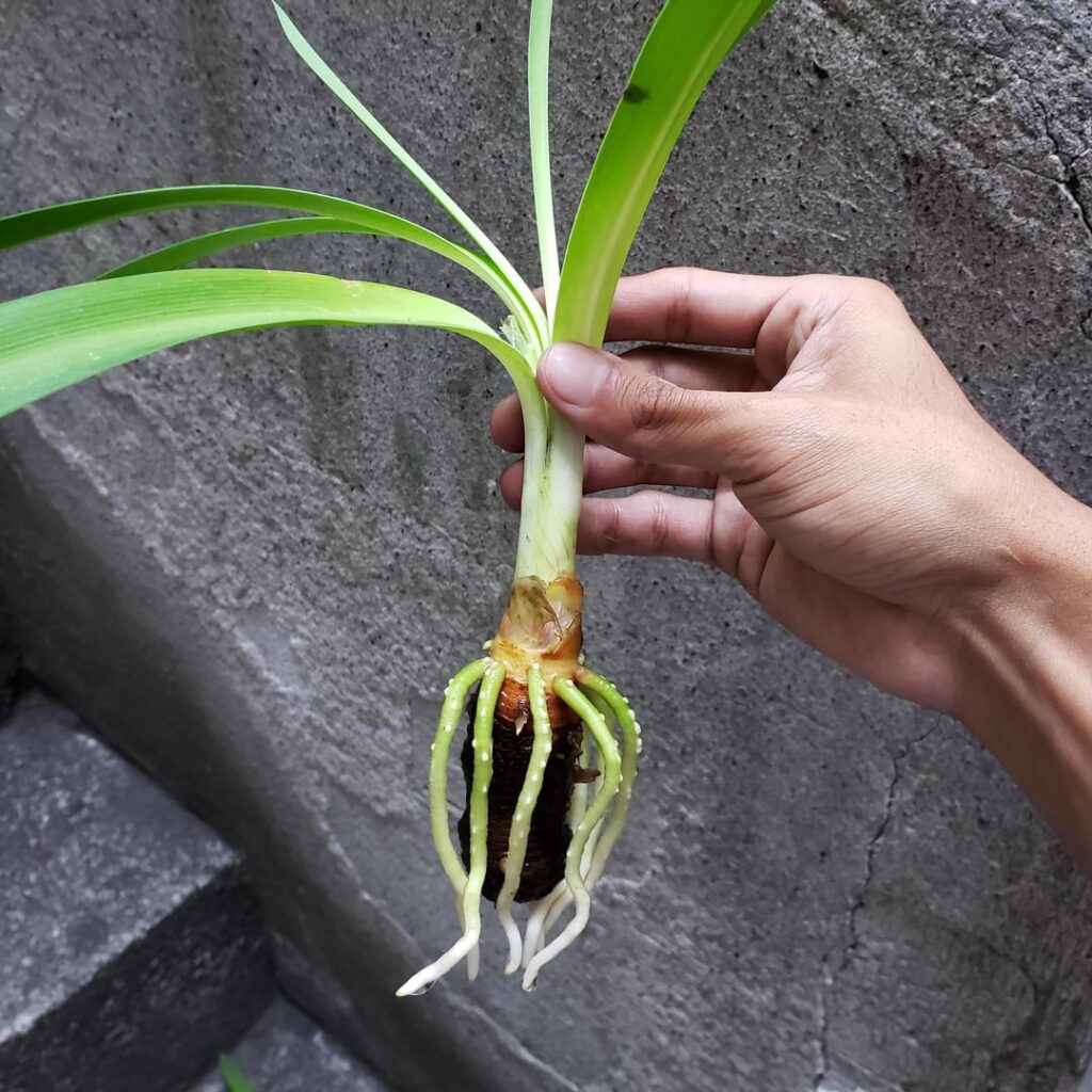 Clivia propagated in water