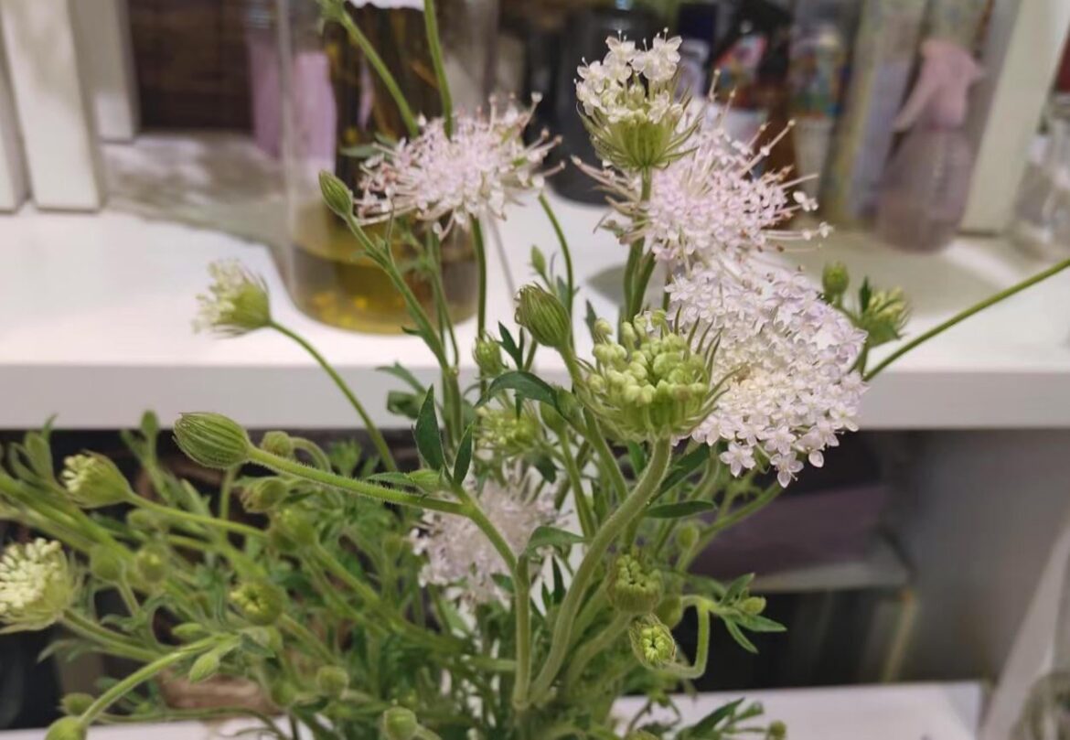 Can anyone help identify this plant?