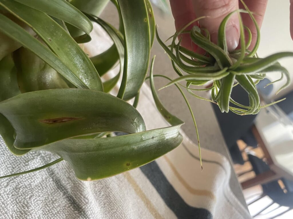 Are tillandsia more finicky or do they just hate me?? Are tillandsia more finicky or do they just hate me??