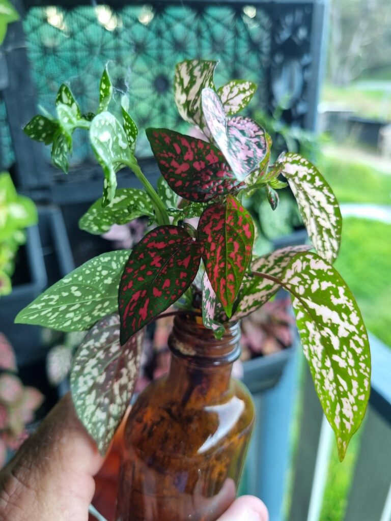 Polka dot plant prop - 28 day update.