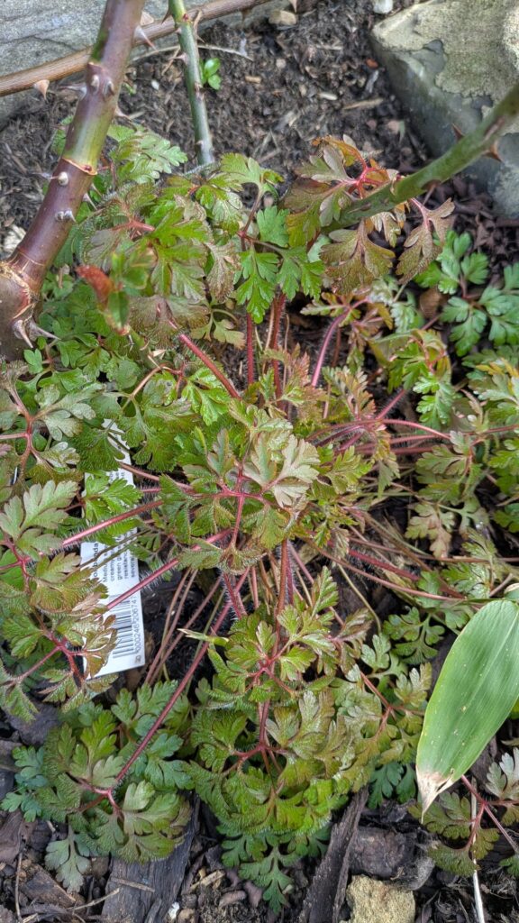 Did I plant this or is this a weed?