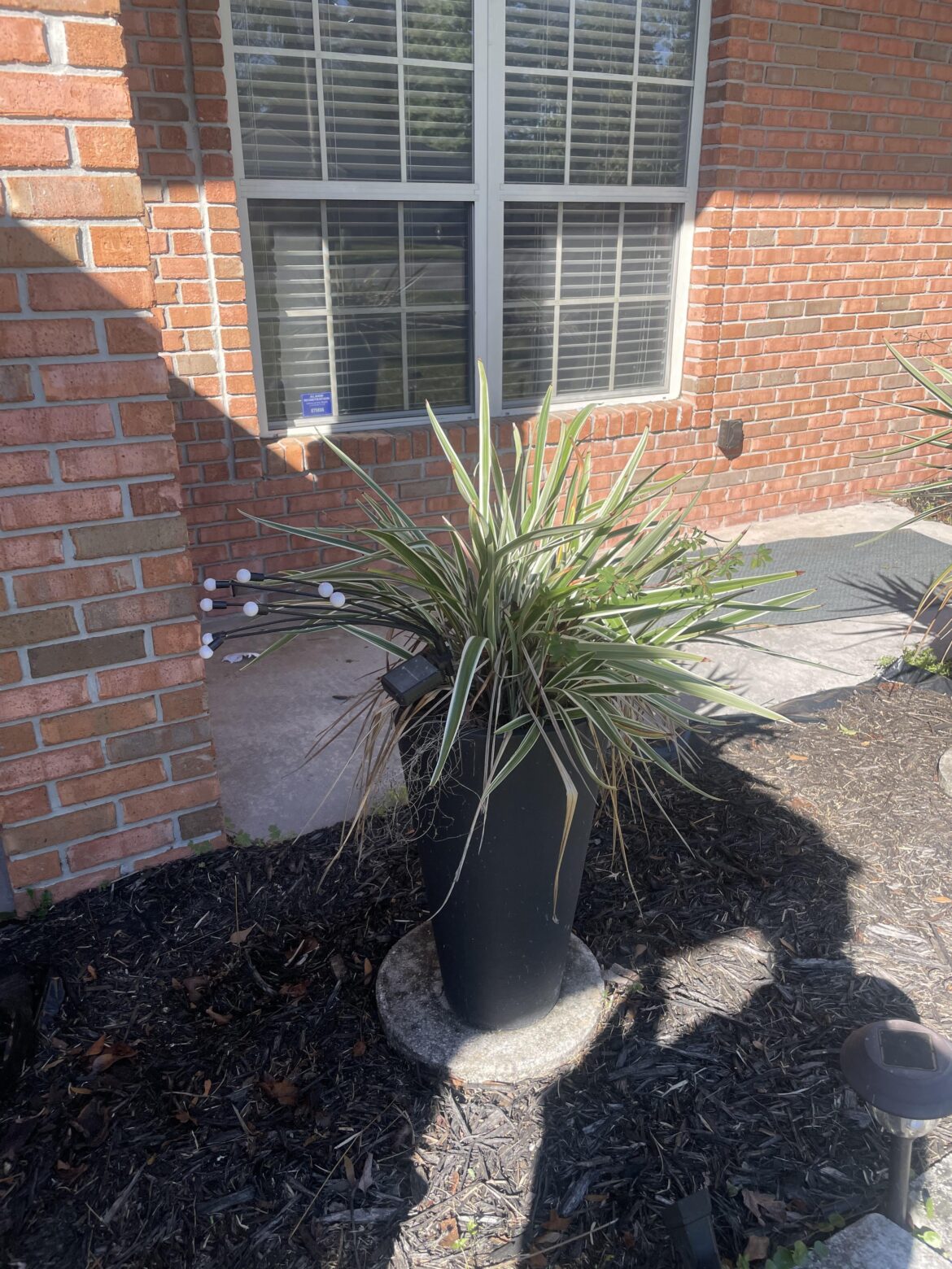 Can anyone tell me what plant this is