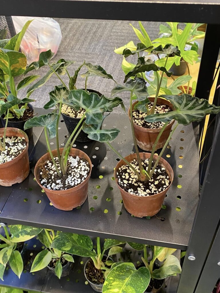 Bangkok International Exotic Plants Show Day 2, Part 2
