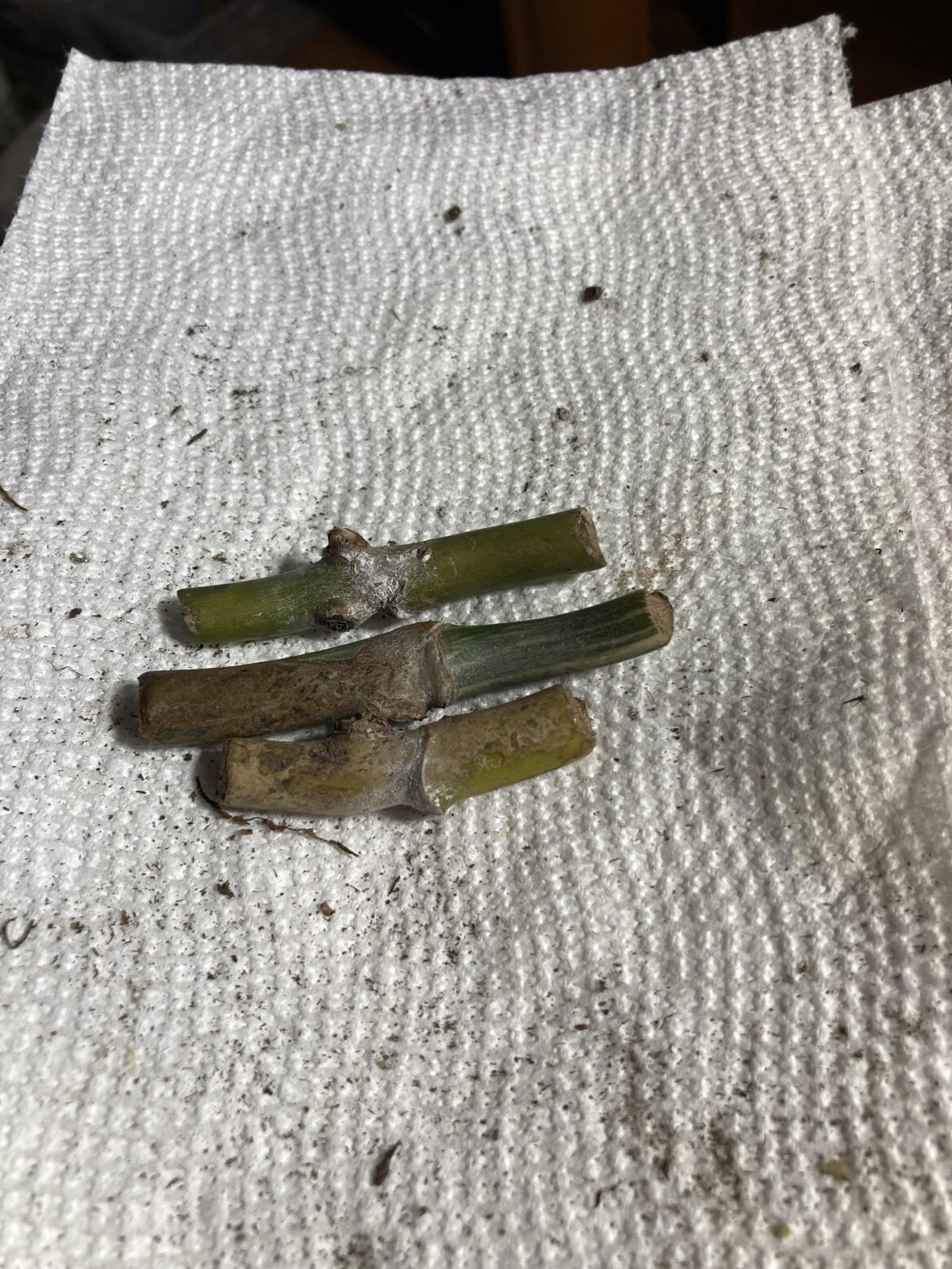 How should I prop these albo monsteras?