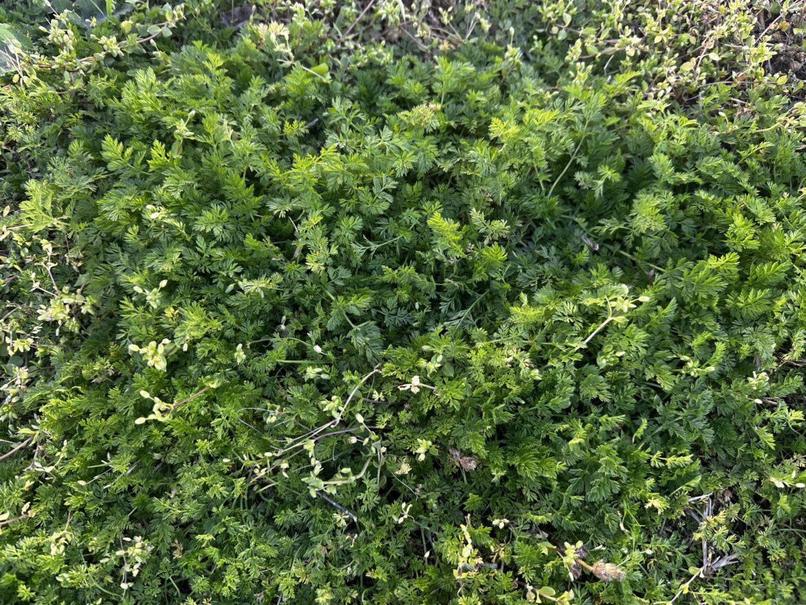 What is this? North Texas