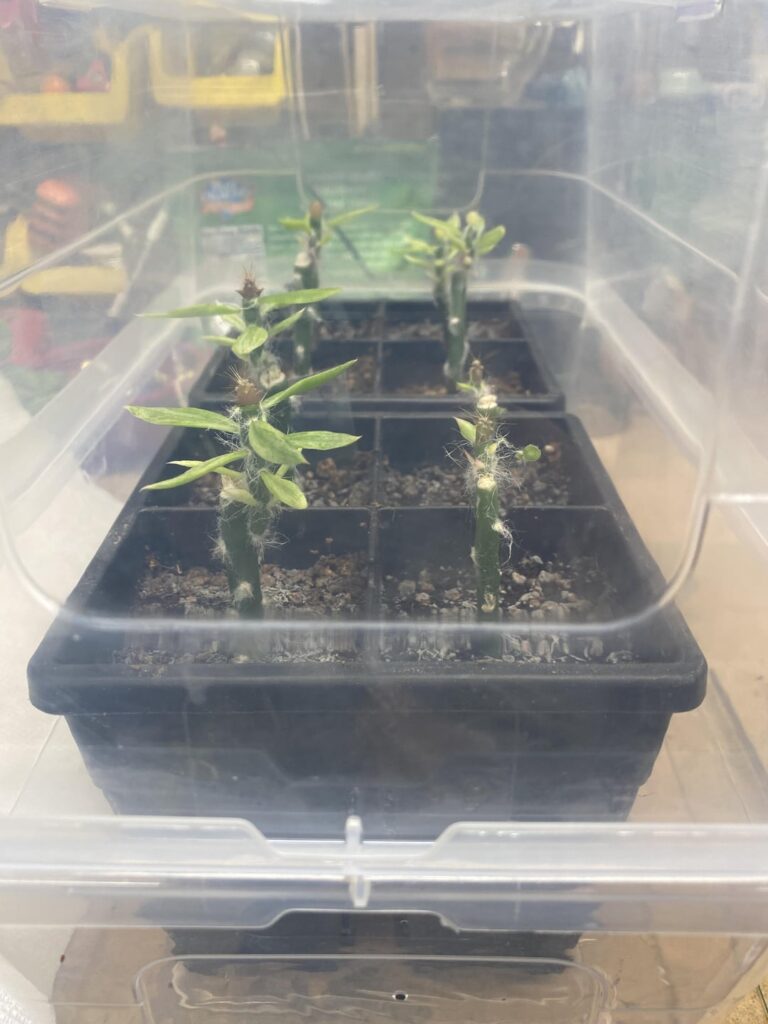 Pereskiopsis grafts