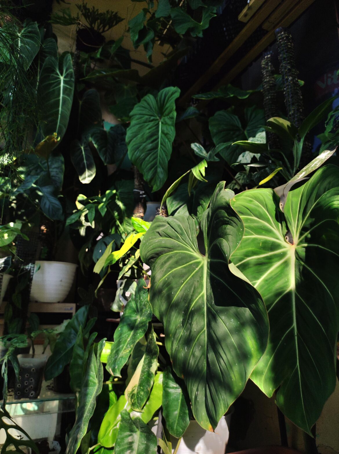 I love it when the sunlight greets my plants in the afternoon