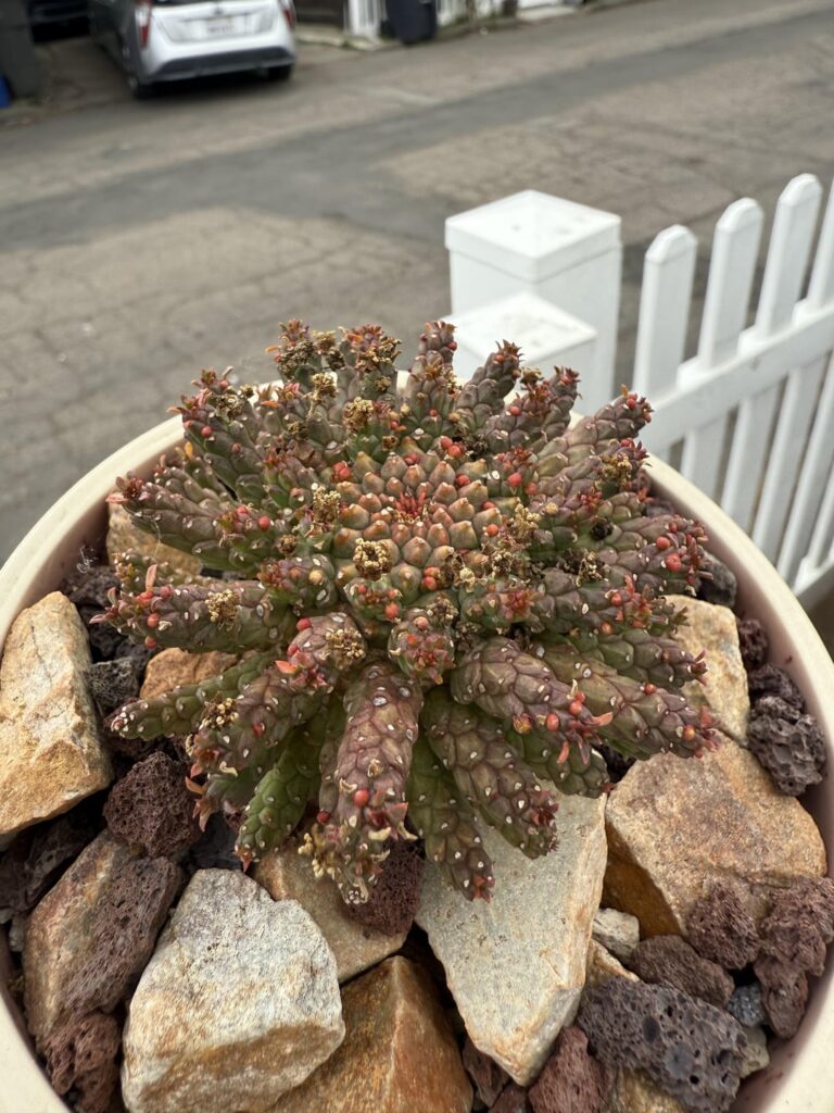 Just wanted to showcase my medusoids!