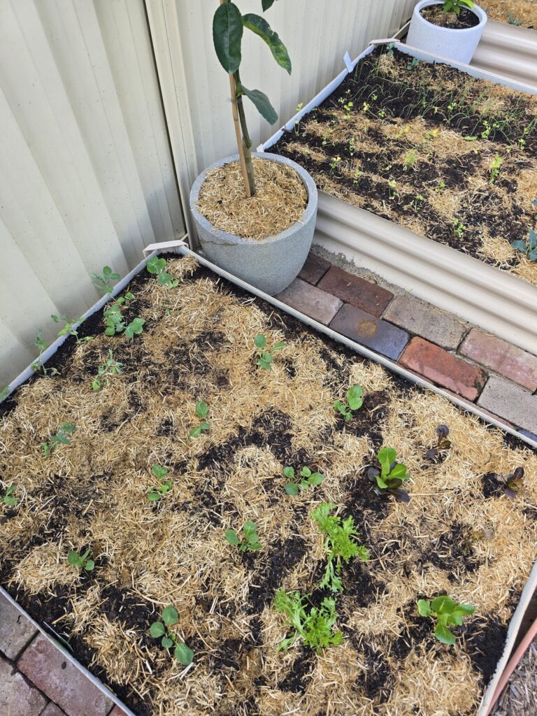 GNATS!!!!! GNATS!!!!!