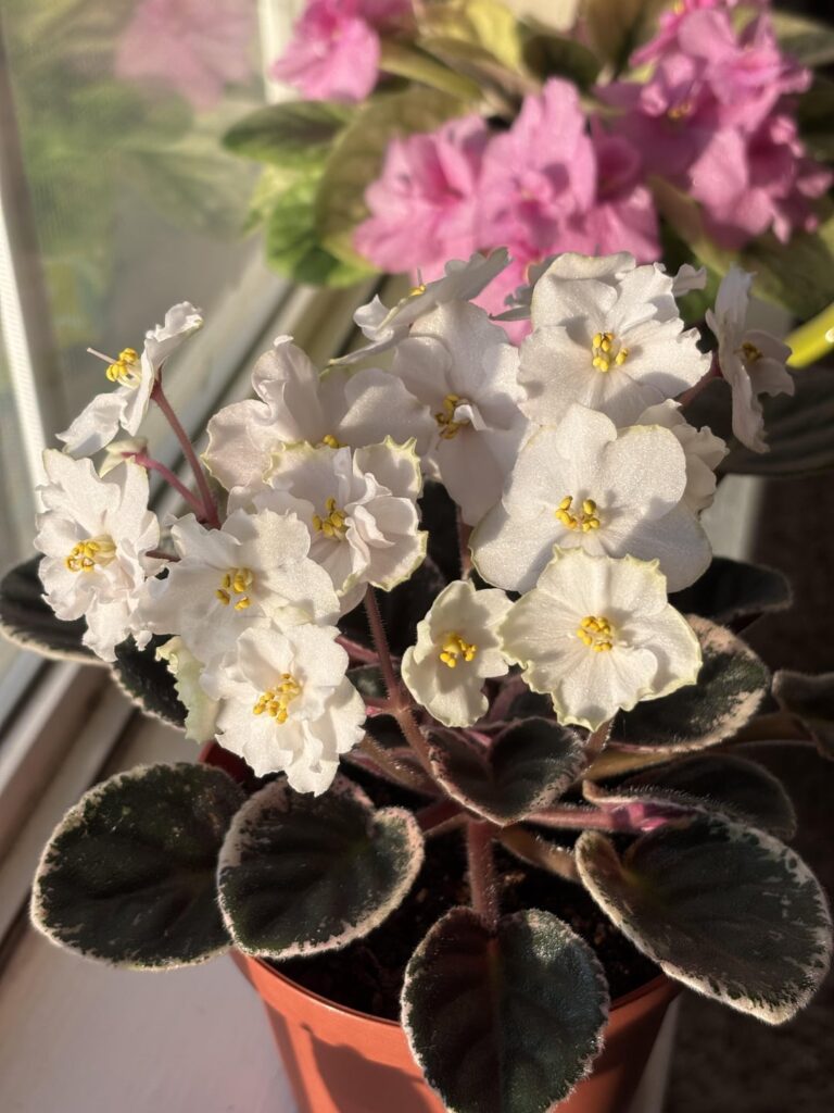 My pretty ladies in the sun