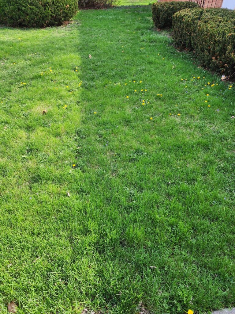 I just bought my house yesterday.  Live in northeastern Illinois.  My lawn is trash.  It is 4/23/2025.  Am I cooked for this season?  I have no idea how to even start.