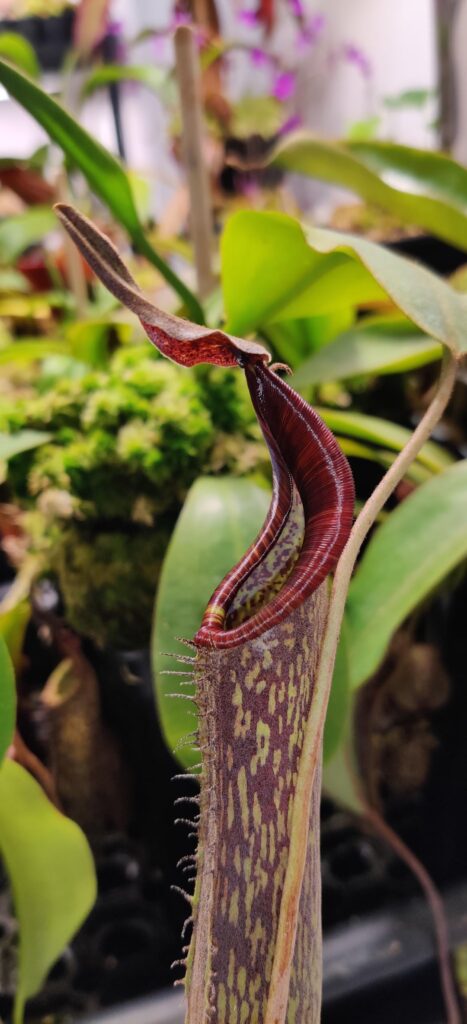 New N.Zakriana pitcher