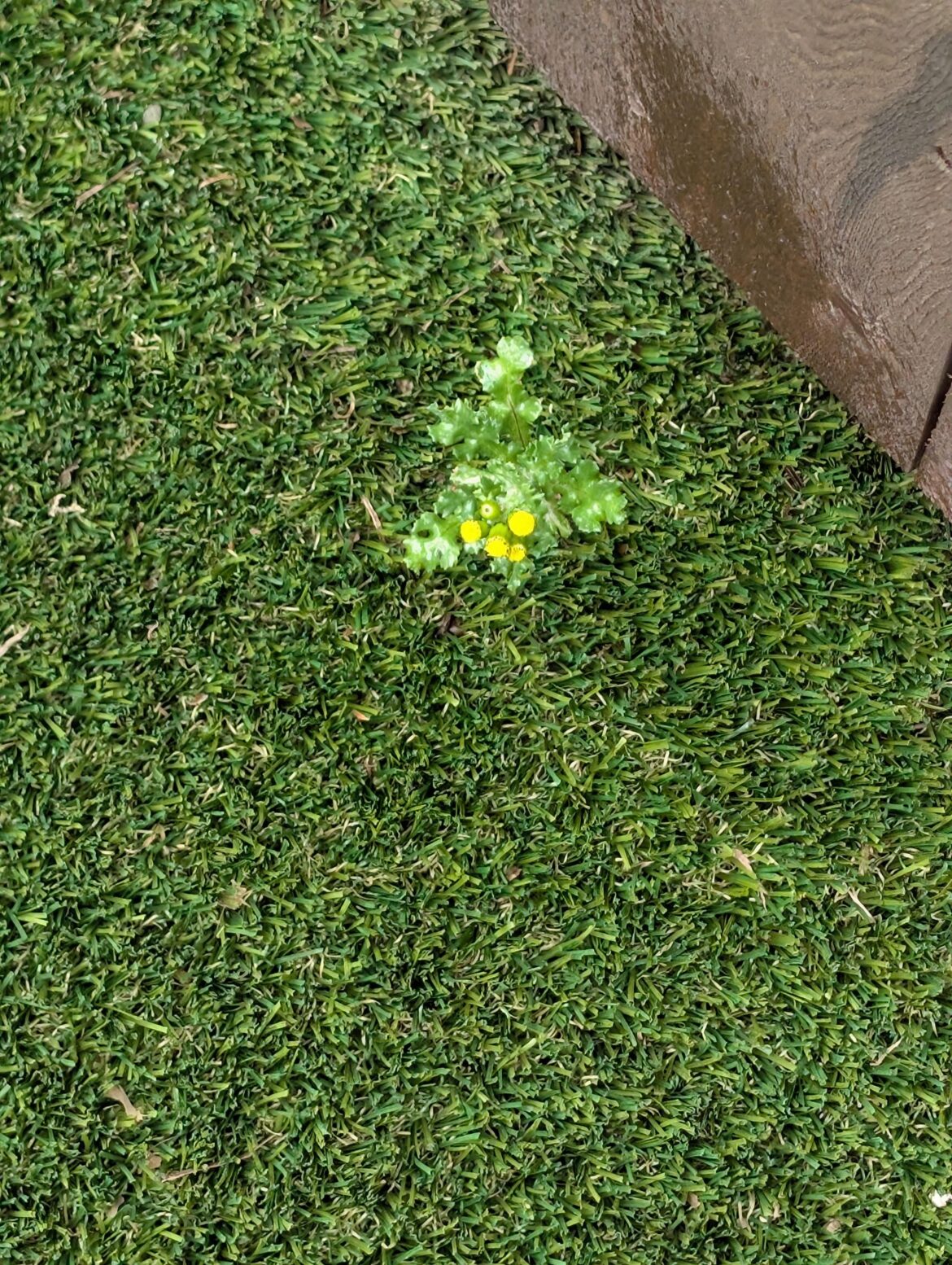 Even artificial turf is suceptible.