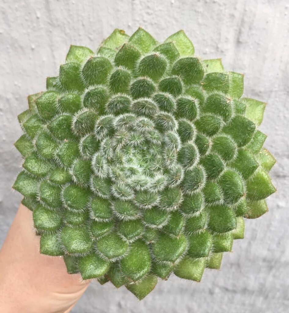 Echeveria setosa var setosa
