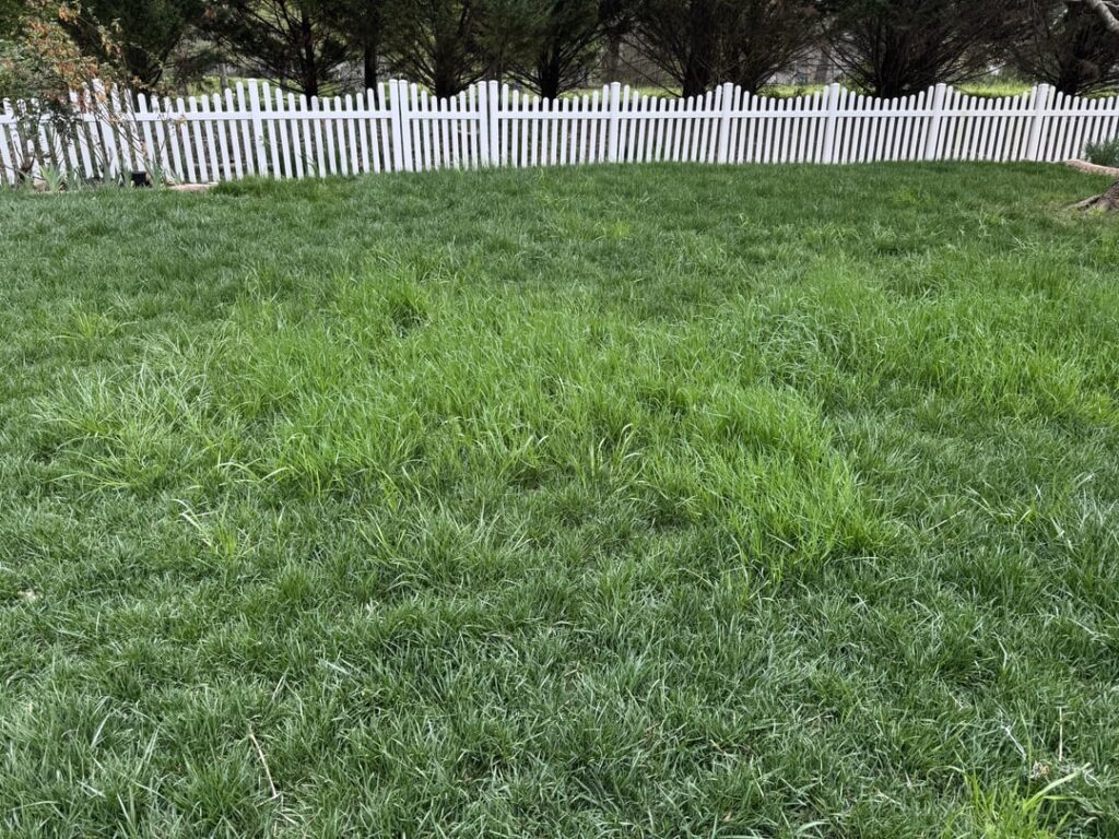 ID and How to eliminate this weed - Chattanooga