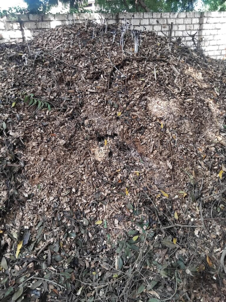 Enormous amount of woodchips