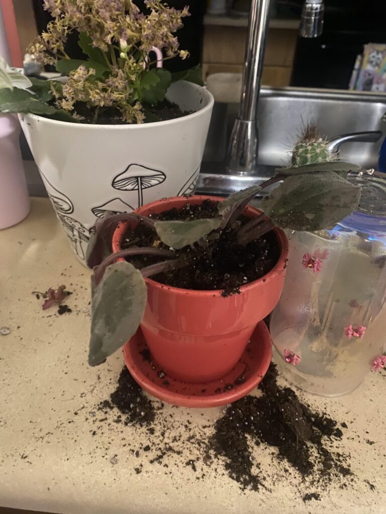 What am I doing wrong