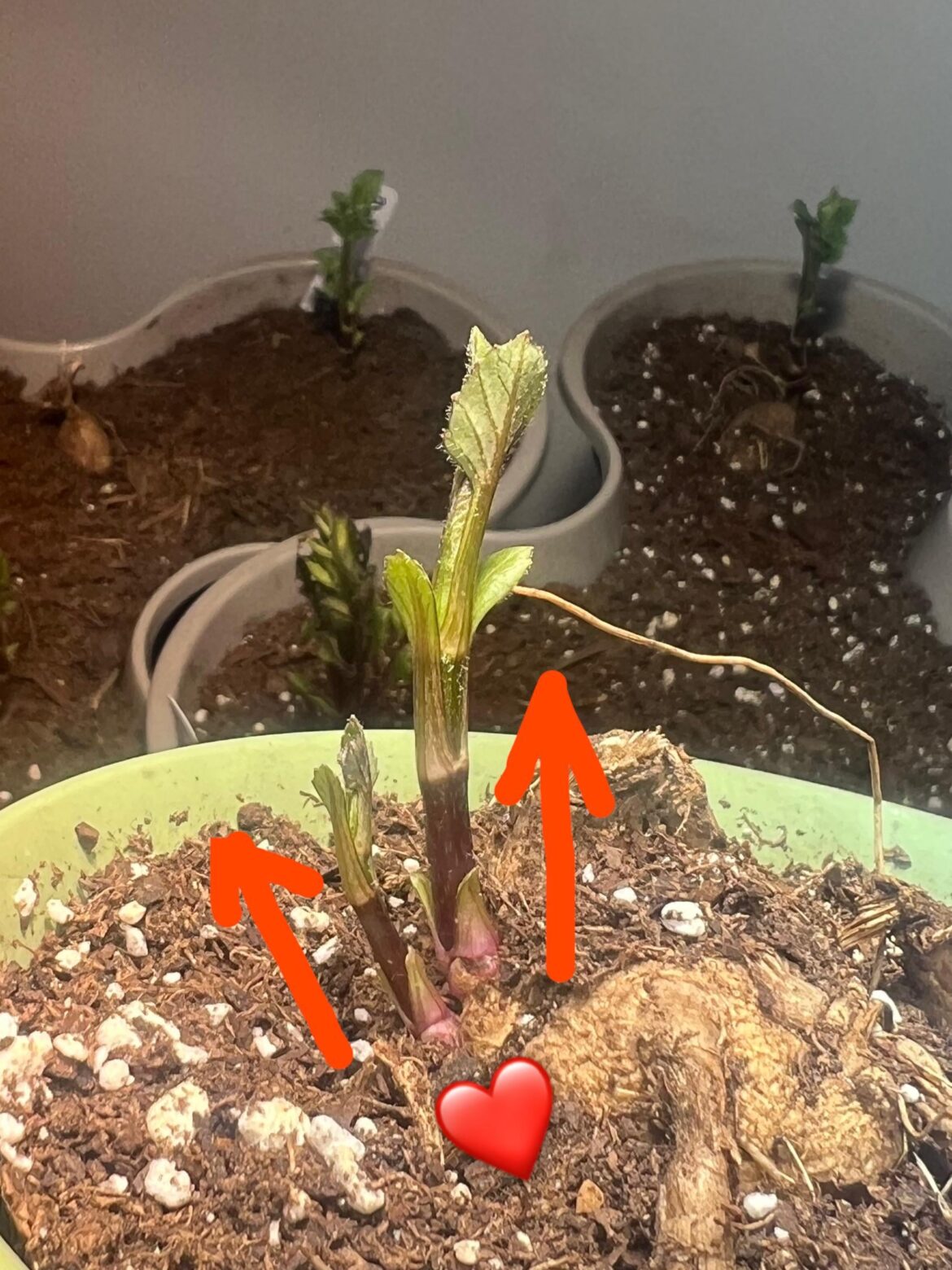 Spacing for double stems? Spacing for double stems?