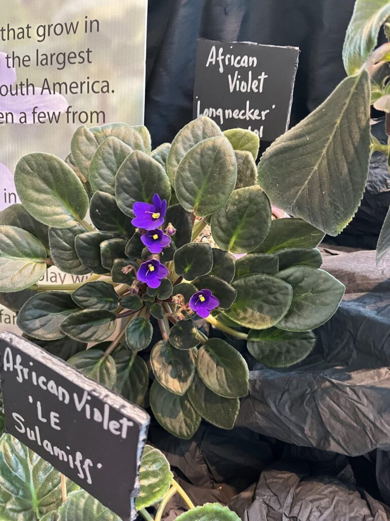 My favorite one at the show