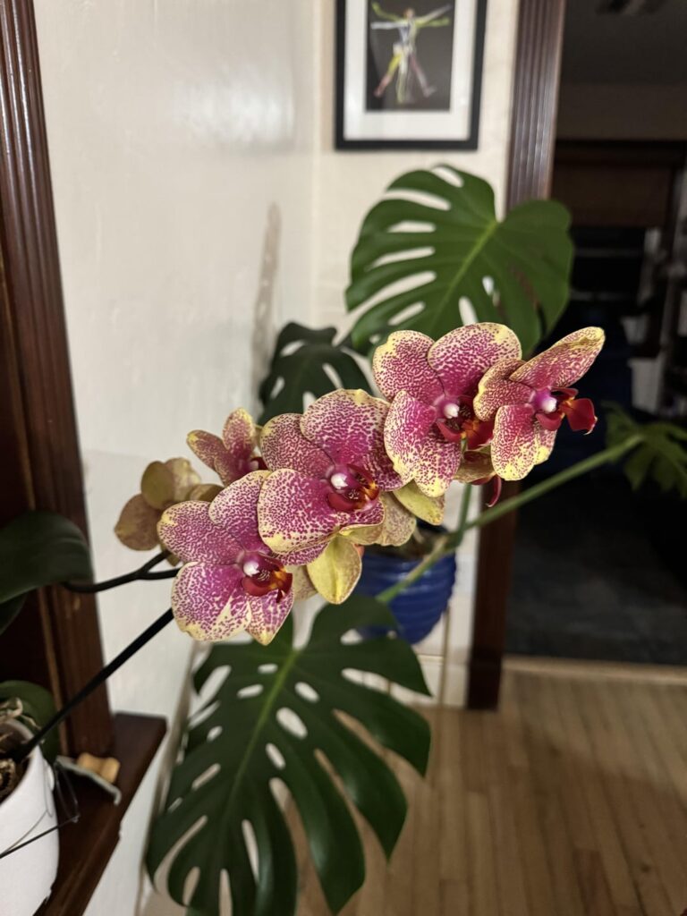 Grocery store orchid I’ve had for years 🤌🏻