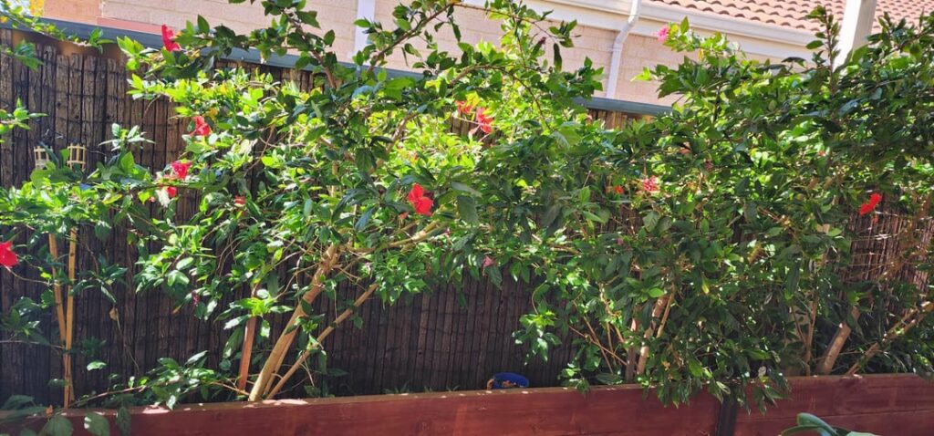 Can I plant aroids in these planter boxes