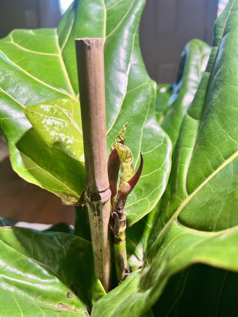 Is my FLF creating two new branches at once?