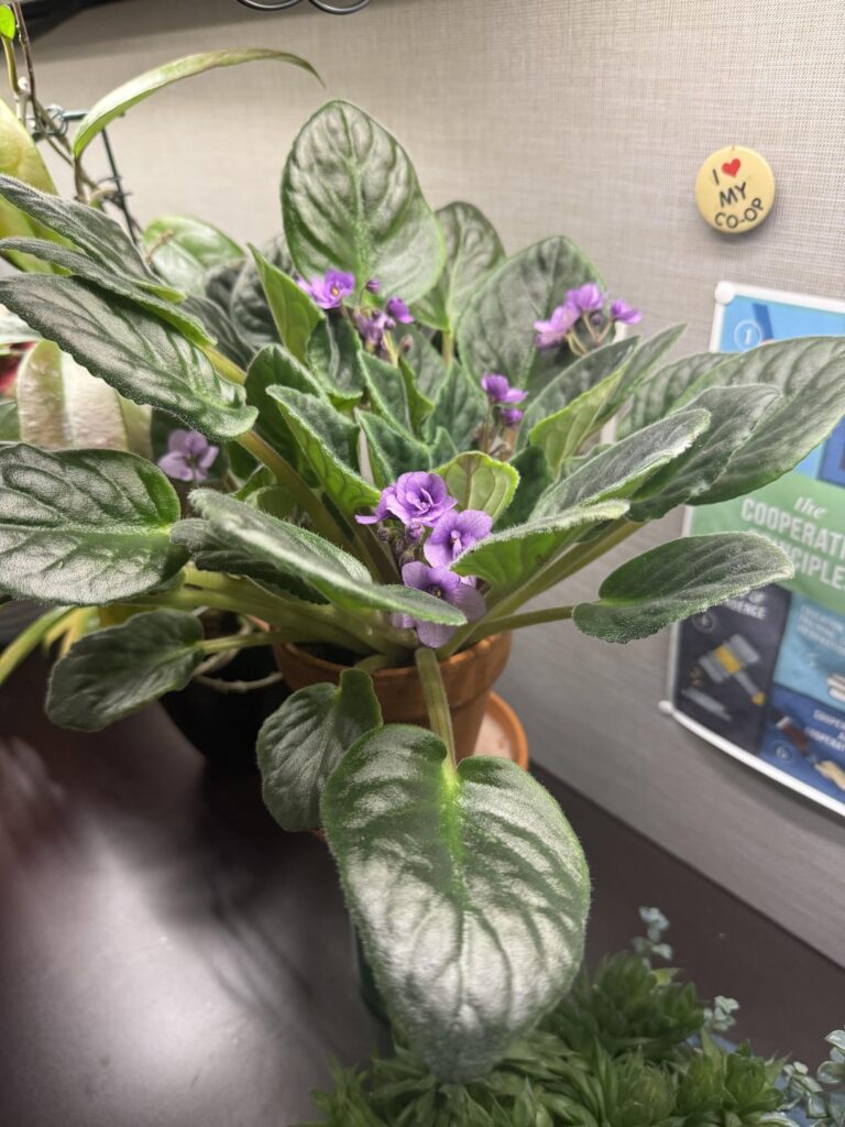 Does this plant need help? Does this plant need help?