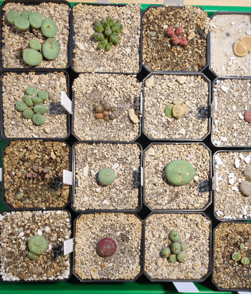 Beginner Tips for Conophytum Beginner Tips for Conophytum