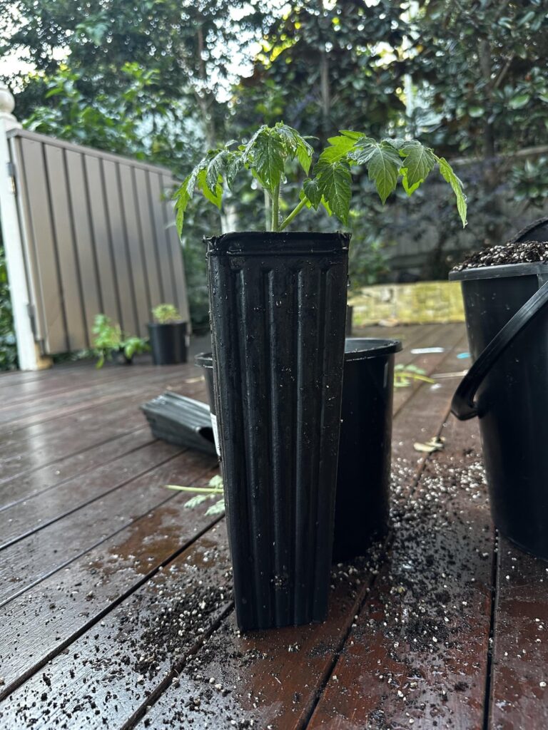 Nice pots for deep planting