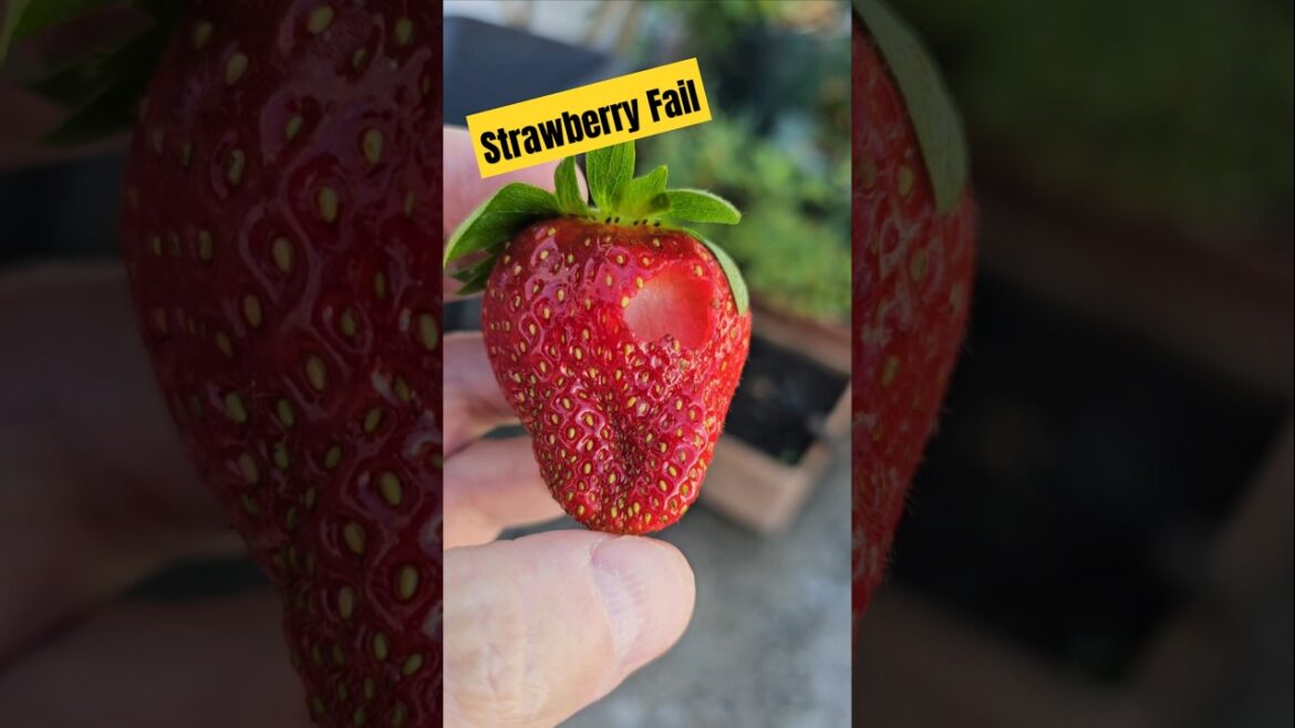 Strawberry fail #garden #vegetablegardening #strawberry #fail #gardenwalk