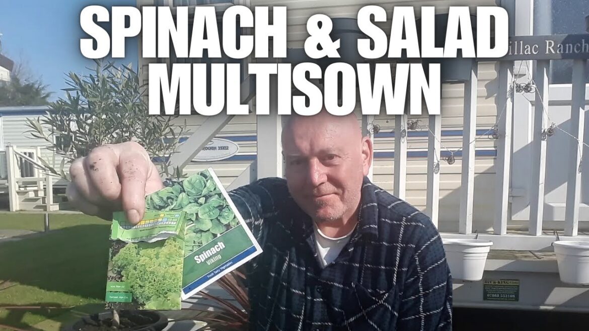 Spinach & Salads Multi-sown [Container Gardening ]