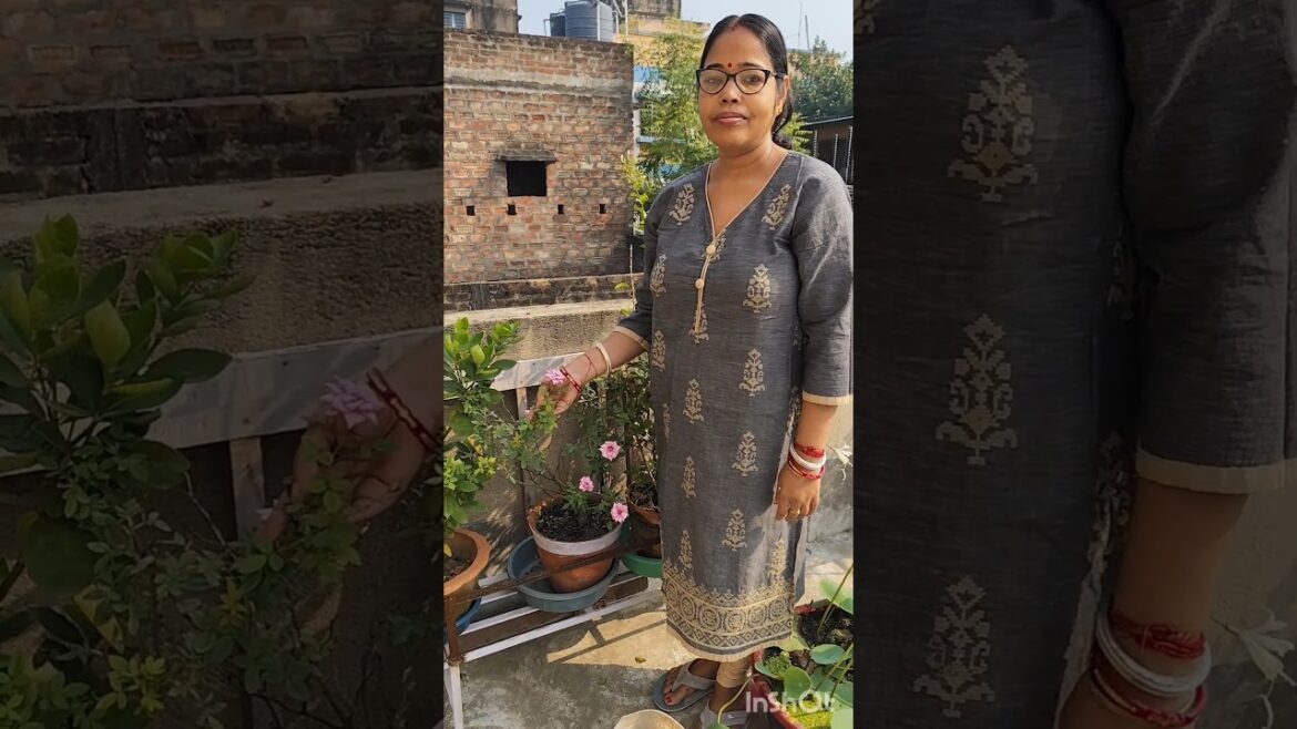 হাজারি গোলাপ গাছের যত্ন।। Miniature Rose plant care।।#flowers #trends #gardening #rose