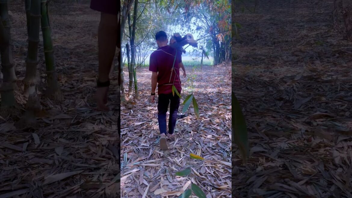 Bamboo Cutting Skills #satisfying #plants Bamboo Cutting Skills #satisfying #plants