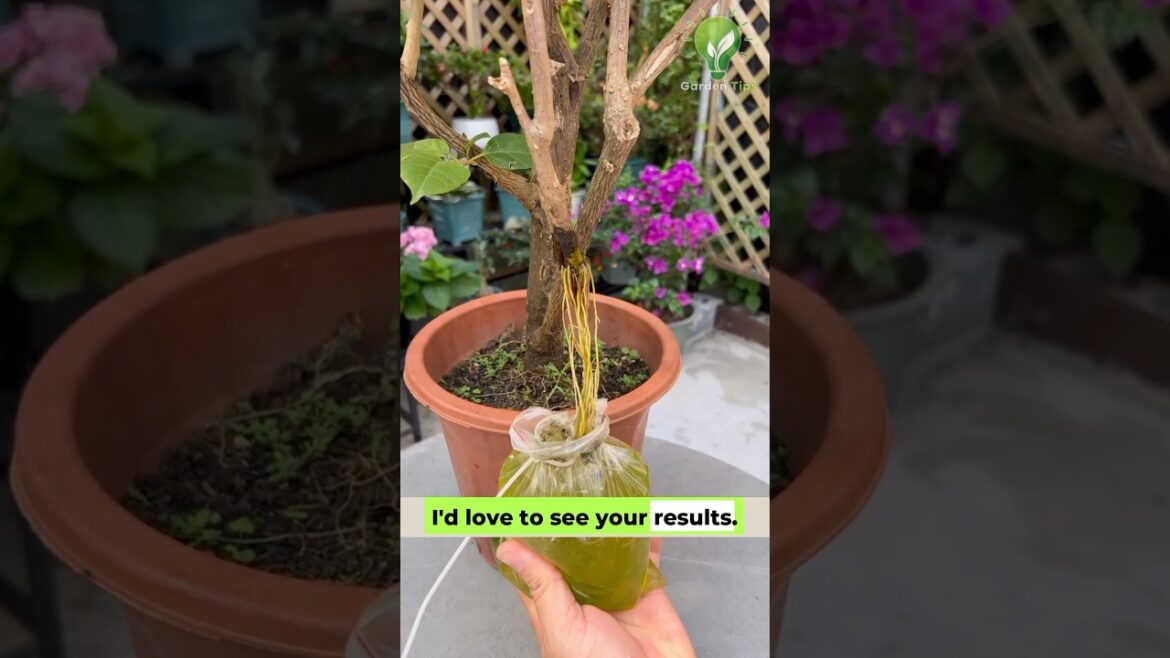 Air Layering Plant Propagation Technique | #airlayering #garden #plants