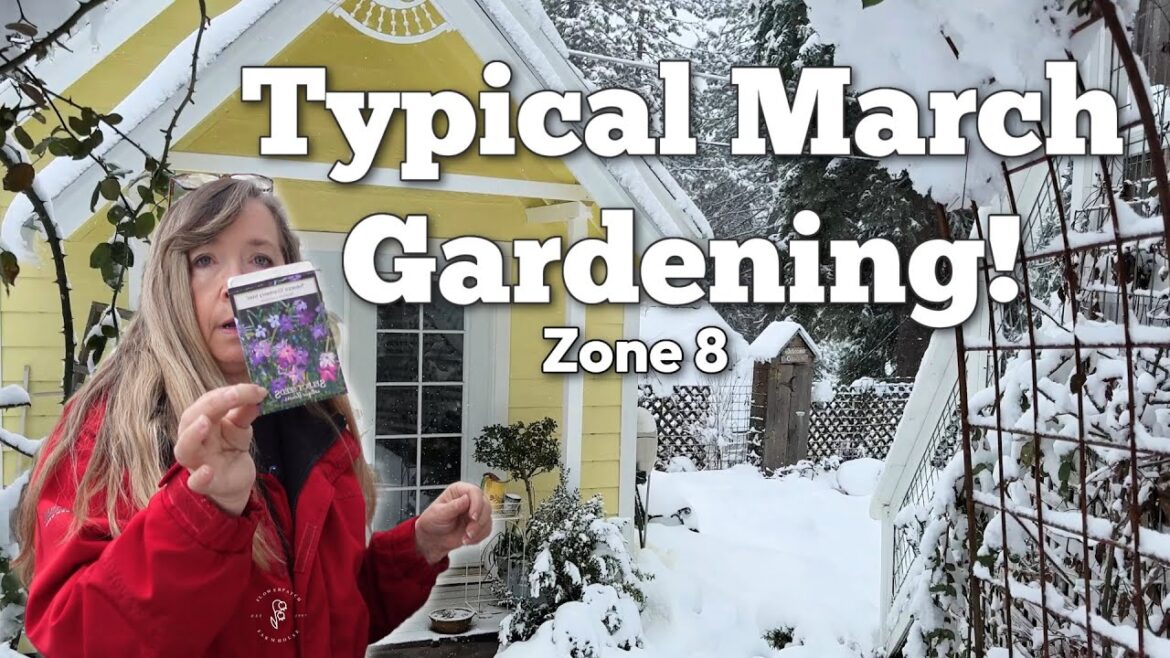 March Seed Sowing – Starting Tomato Seeds March Seed Sowing - Starting Tomato Seeds