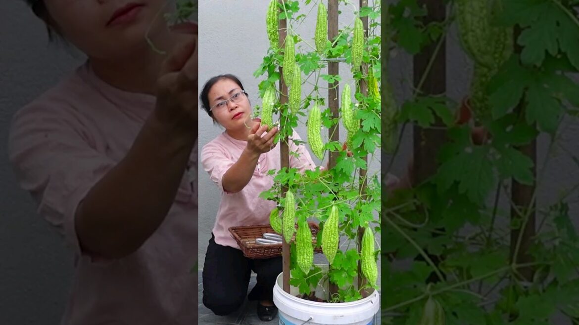 Tips for growing bitter melon at home