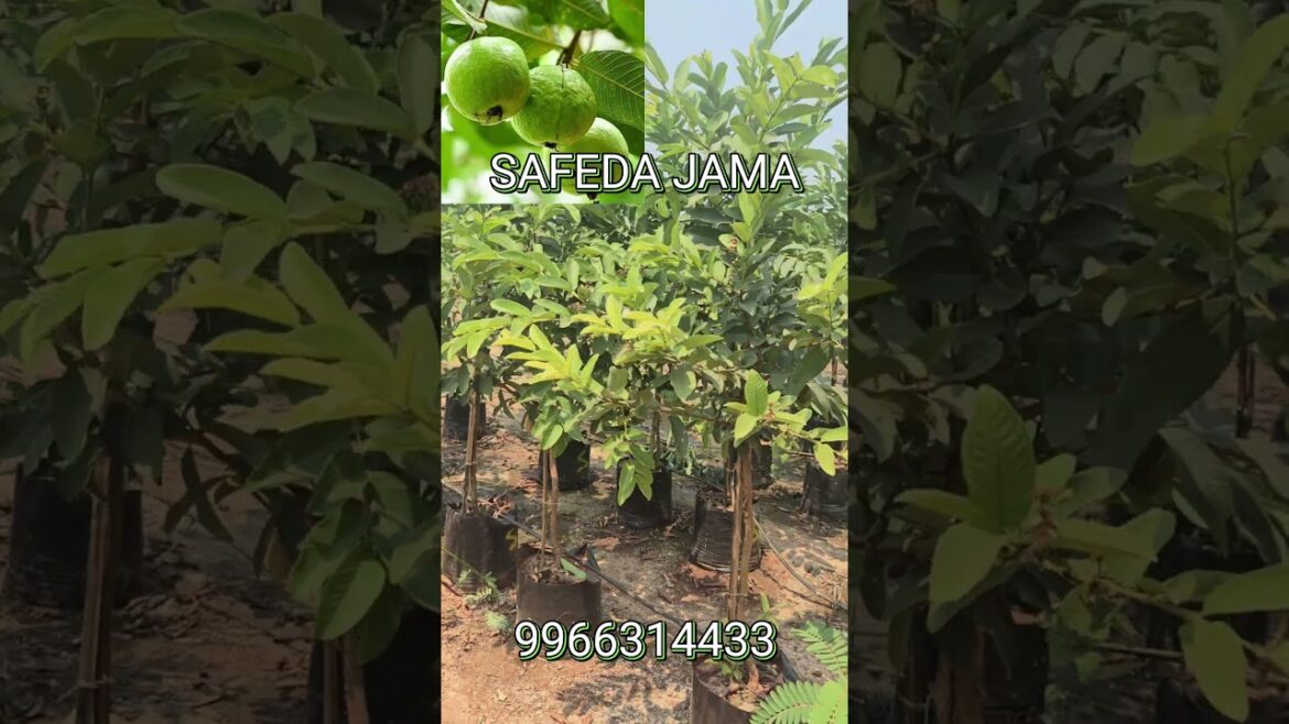 "Grow Guava at Home Easily | Best Tips for Healthy Guava Plants" | Guava plants for sale |