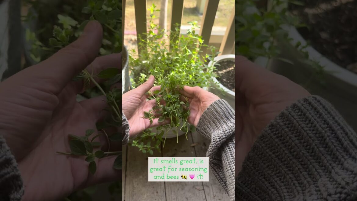 Italian oregano is one of the best herbs to grow in your container garden!