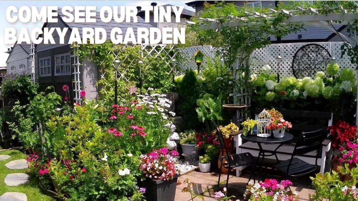 FULL VIDEO | TINY BACKYARD GARDEN TRANSITION FROM SPRING TO FALL TO INSPIRE & RELAX #garden #new FULL VIDEO | TINY BACKYARD GARDEN TRANSITION FROM SPRING TO FALL TO INSPIRE & RELAX #garden #new