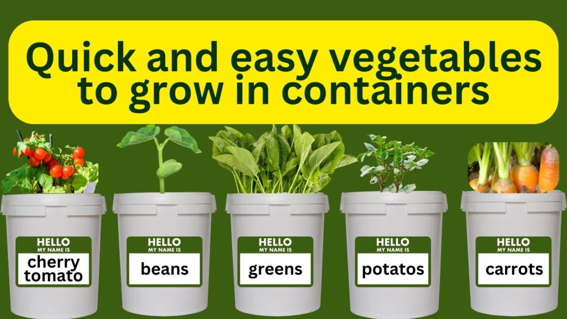 How To Grow Vegetables in Containers / 5 Gallon Bucket Container Gardening