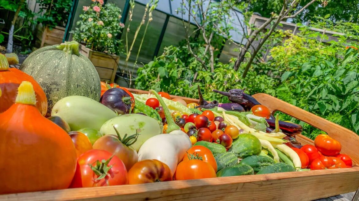 Extra Food for the Family Using Fabric Bags in our Container Garden + Add More Space to Grow