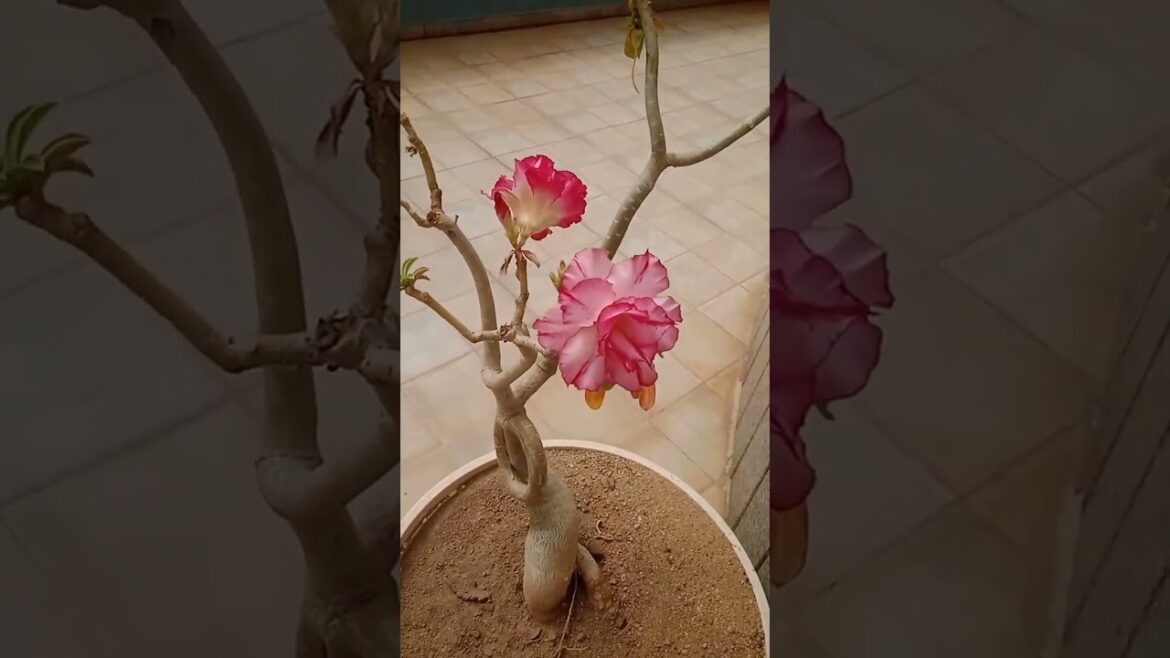 The Secret Life of Desert Roses