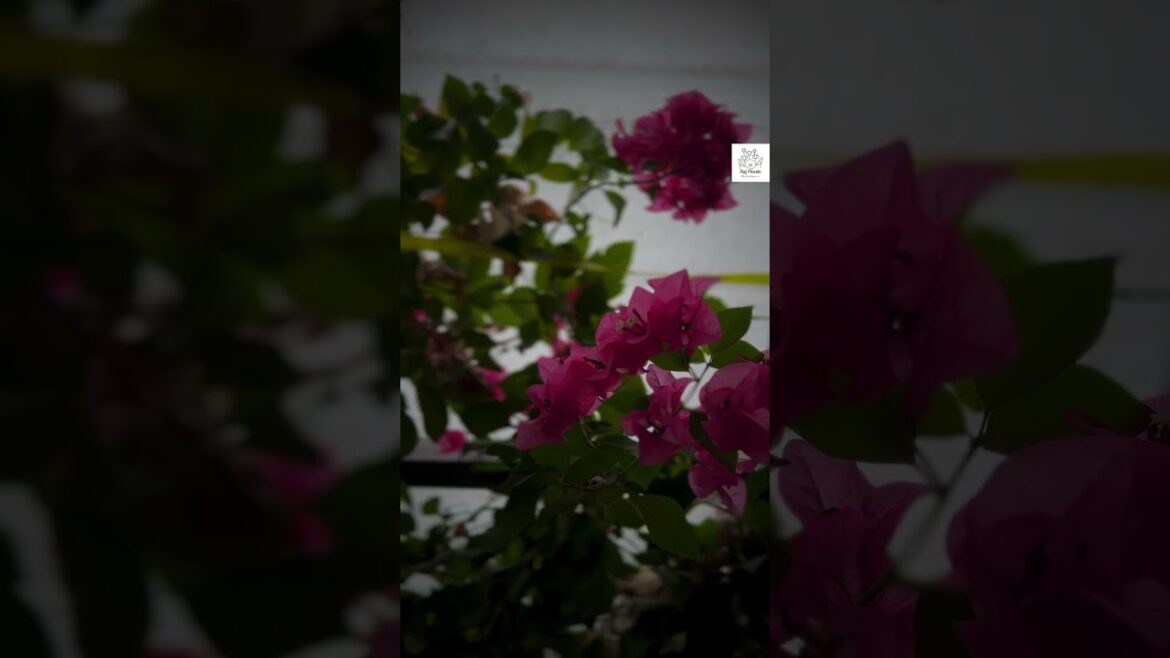 Landscaping @ Ernakulam #rajflorals #gardendesign #gardencenter #garden