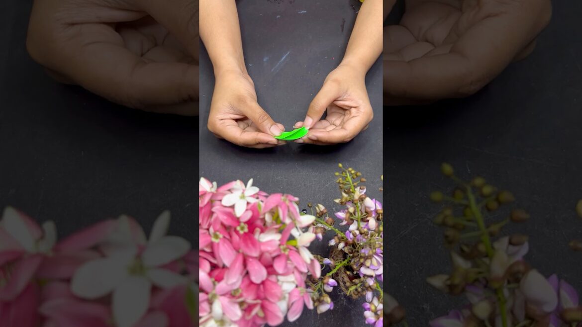 Creeping wood sorrel #leaf #plant